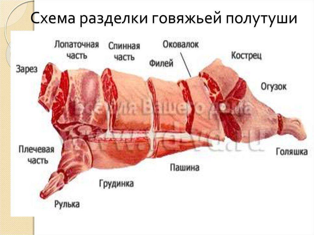 Корейка свиная — это какая часть, разделка свиной туши, части свинины названия. свиная корейка – какая это часть туши?