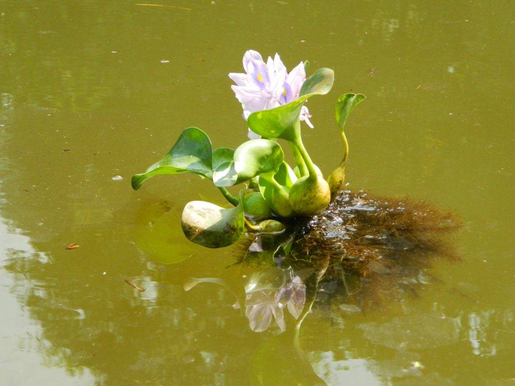 Водный гиацинт фото в пруду