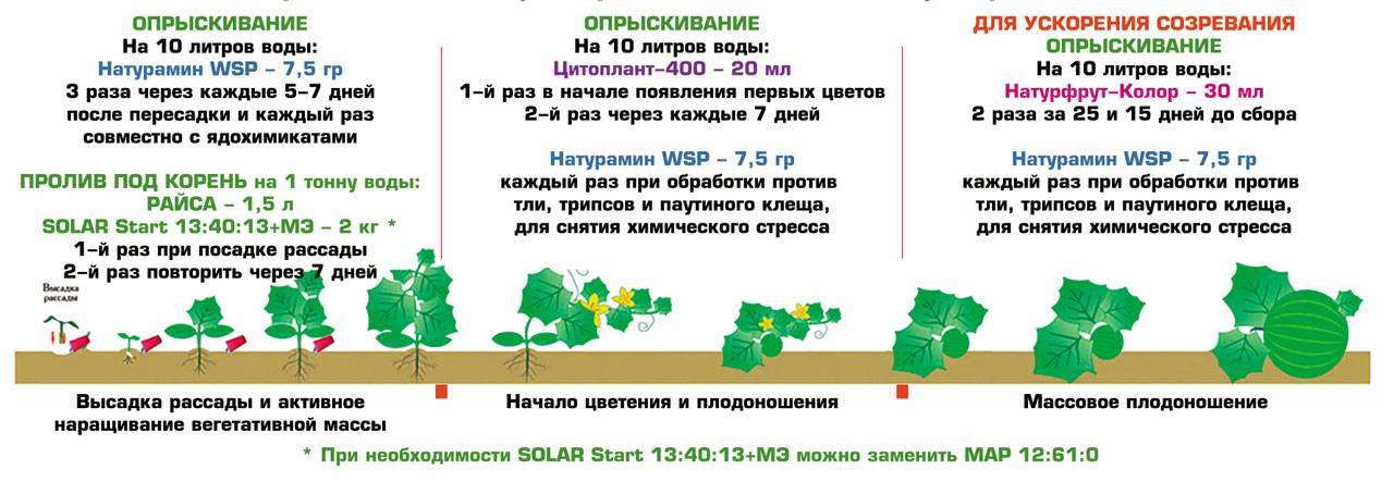 Схема посадки тыквы в открытый грунт рассадой весной