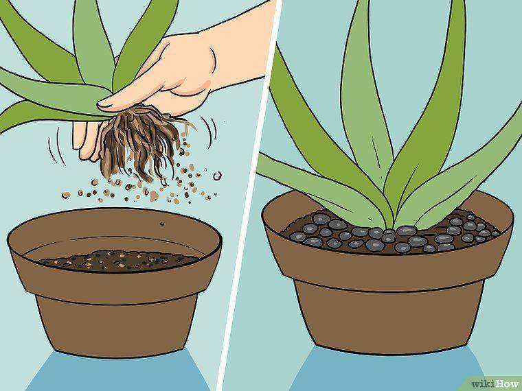Как посадить алоэ вера в домашних условиях: требования к посадке и лучшие способы, как прорастить с помощью отростка и черенка, можно ли сажать лист