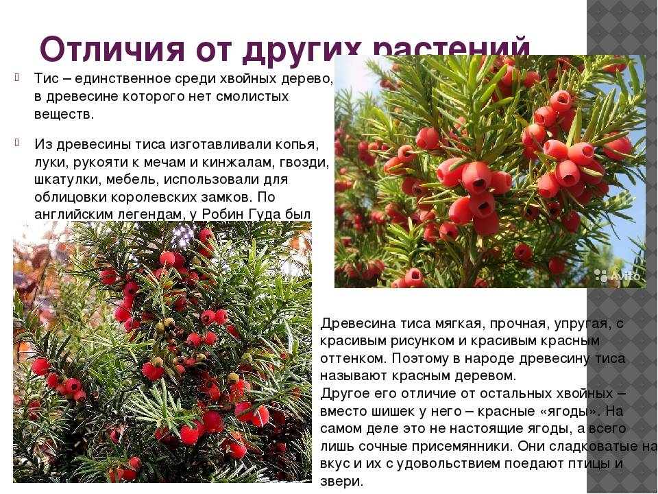 Ягоды занесенные в красную книгу россии с фото и описанием