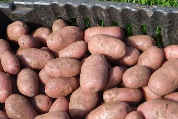 Картофель ред соня: описание и характеристика сорта, преимущества и недостатки, особенности выращивания, фото