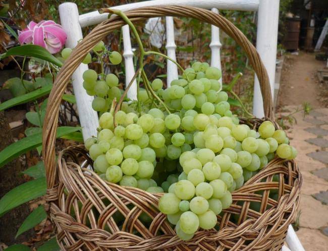 Виноград "алешенькин": характеристики сорта, уход за саженцами и условия хорошего роста | все для дачи