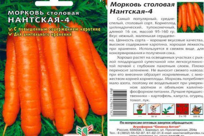 Сорта моркови для Урала