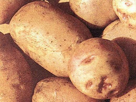Лучшие сорта картофеля: самые урожайные, вкусные и другие виды картошки