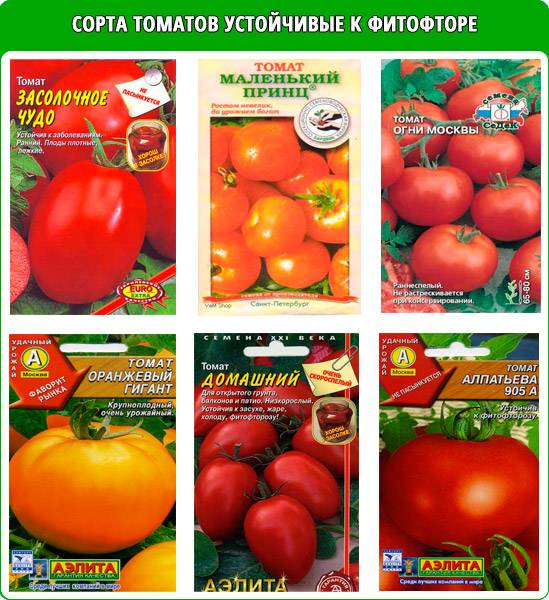 Устойчивые к фитофторе сорта томатов