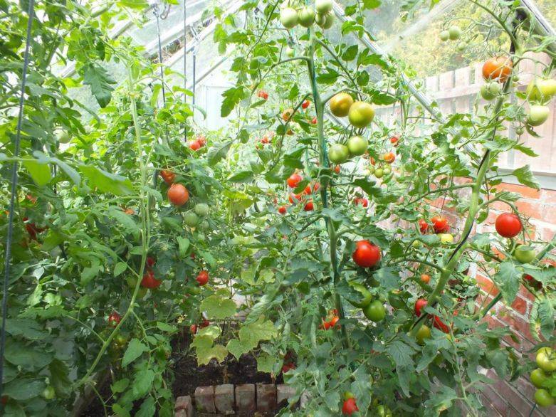Детерминантный сорт томатов: особенности ухода в теплице и открытом грунте