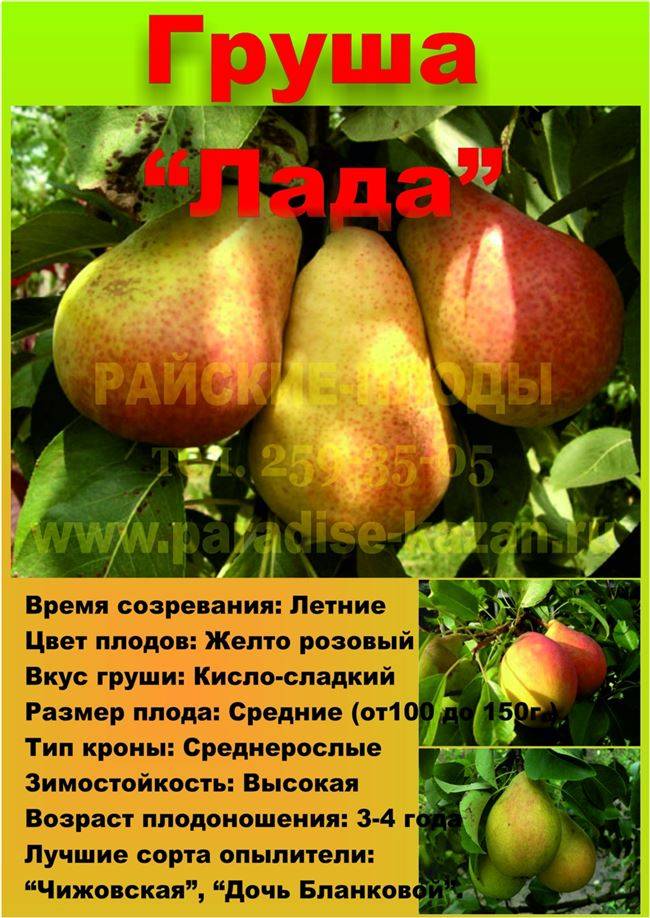 Груша лада описание и характеристика сорта, выращивание и уход, отзывы, фото