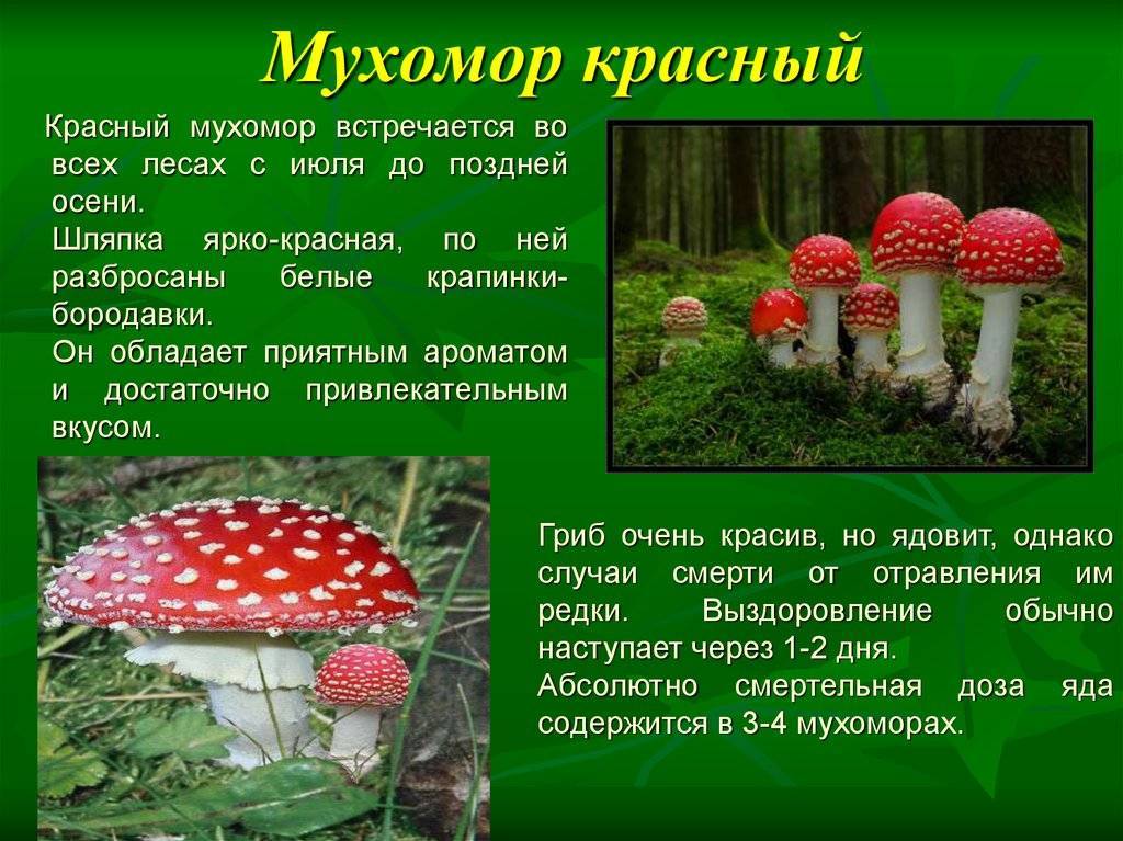Мухомор красный: лечебные и опасные свойства | food and health