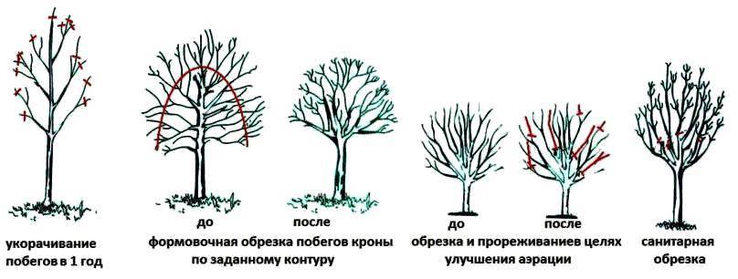 Как обрезать яблоню осенью для начинающих схемы