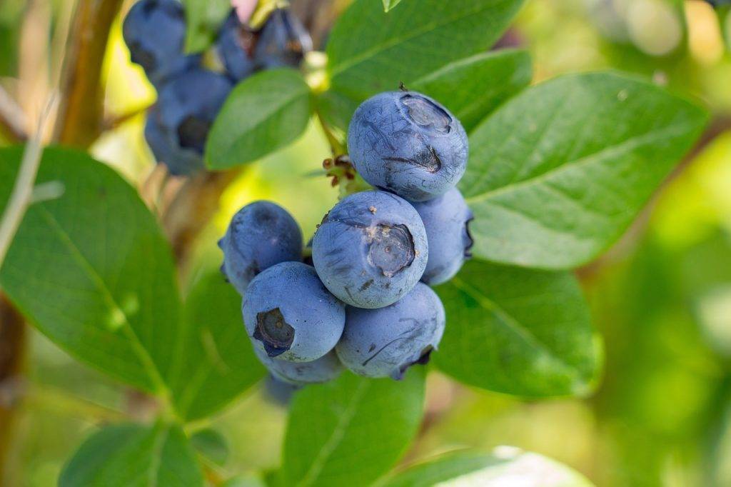Голубика герберт: правила выращивания, польза и вред