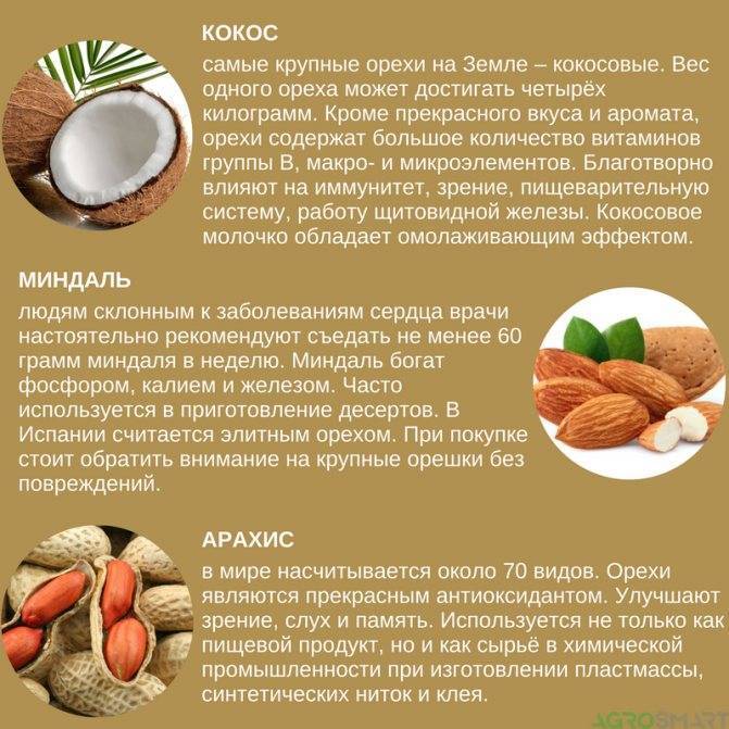 Грецкий орех – польза и вред для организма, как правильно есть