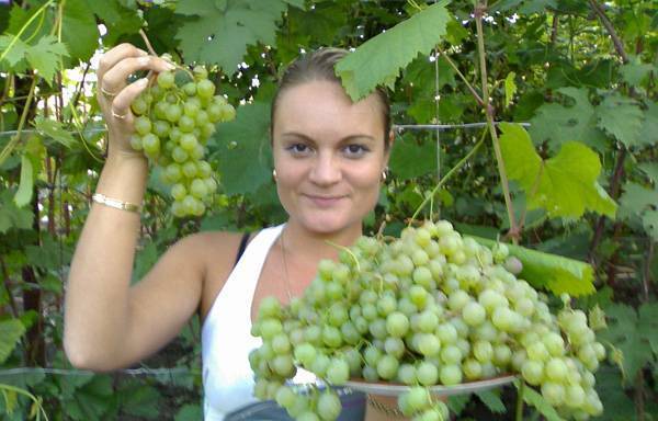 Описание и характеристики сорта винограда «краса севера»