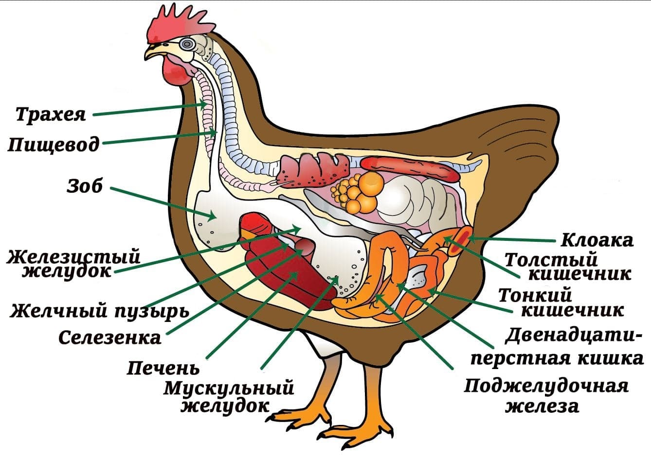 выпадают перья у кур