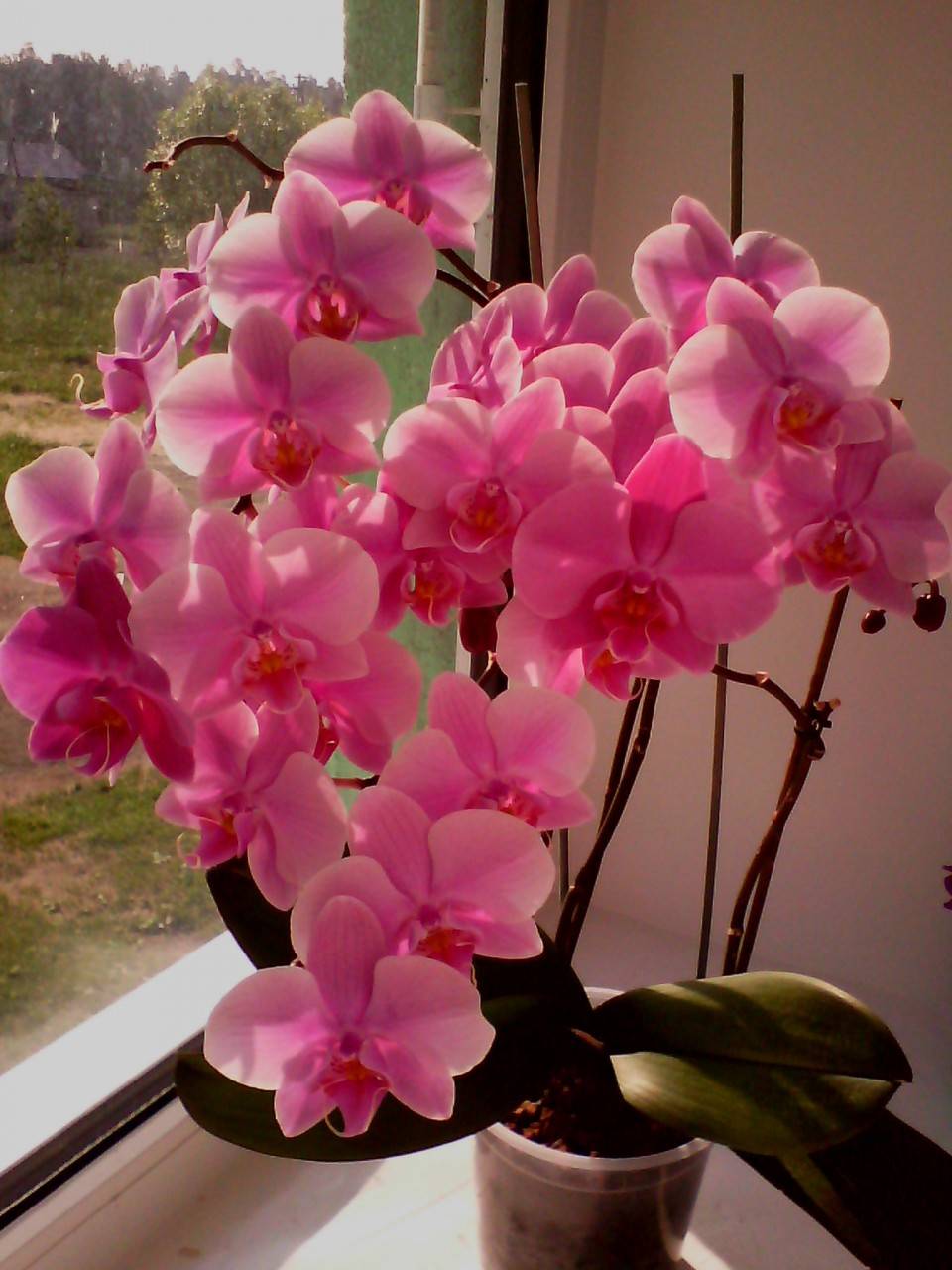 Уход за орхидеями для новичков