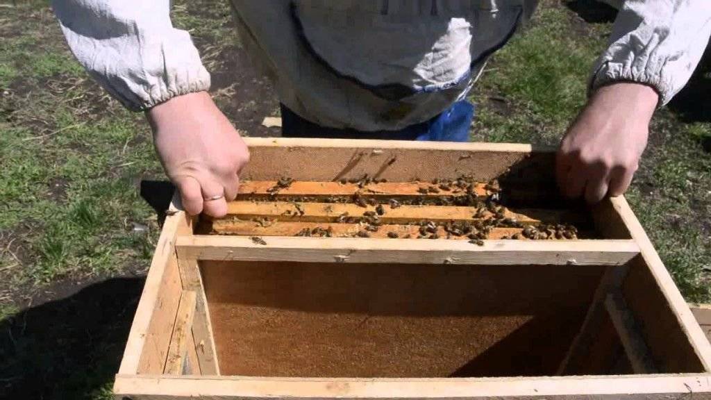 С чего начать начинающему пчеловоду: основы пчеловодства, как организовать пасеку с нуля, выбрать и содержать пчел