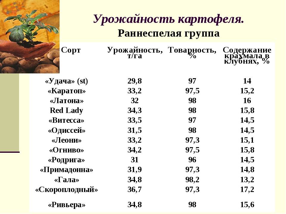 Урожайность картофеля: сколько килограмм можно собрать с 1 сотки
