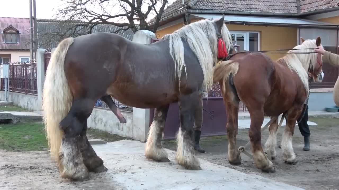 Спаривание пони. Спаривание лошадей. Огромная лошадь. Огромный конь.