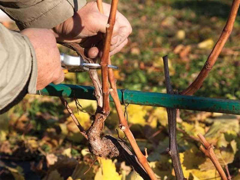 Как укрывать виноград на зиму: уход, подготовка, обрезка и обработка осенью в подмосковье, в сибири и средней полосе. сорта не требующие утепления