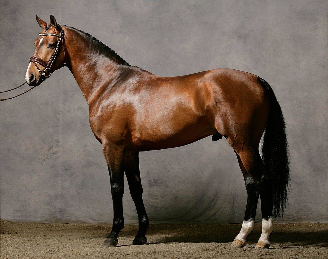 Тракененская порода лошадей: описание и характеристики