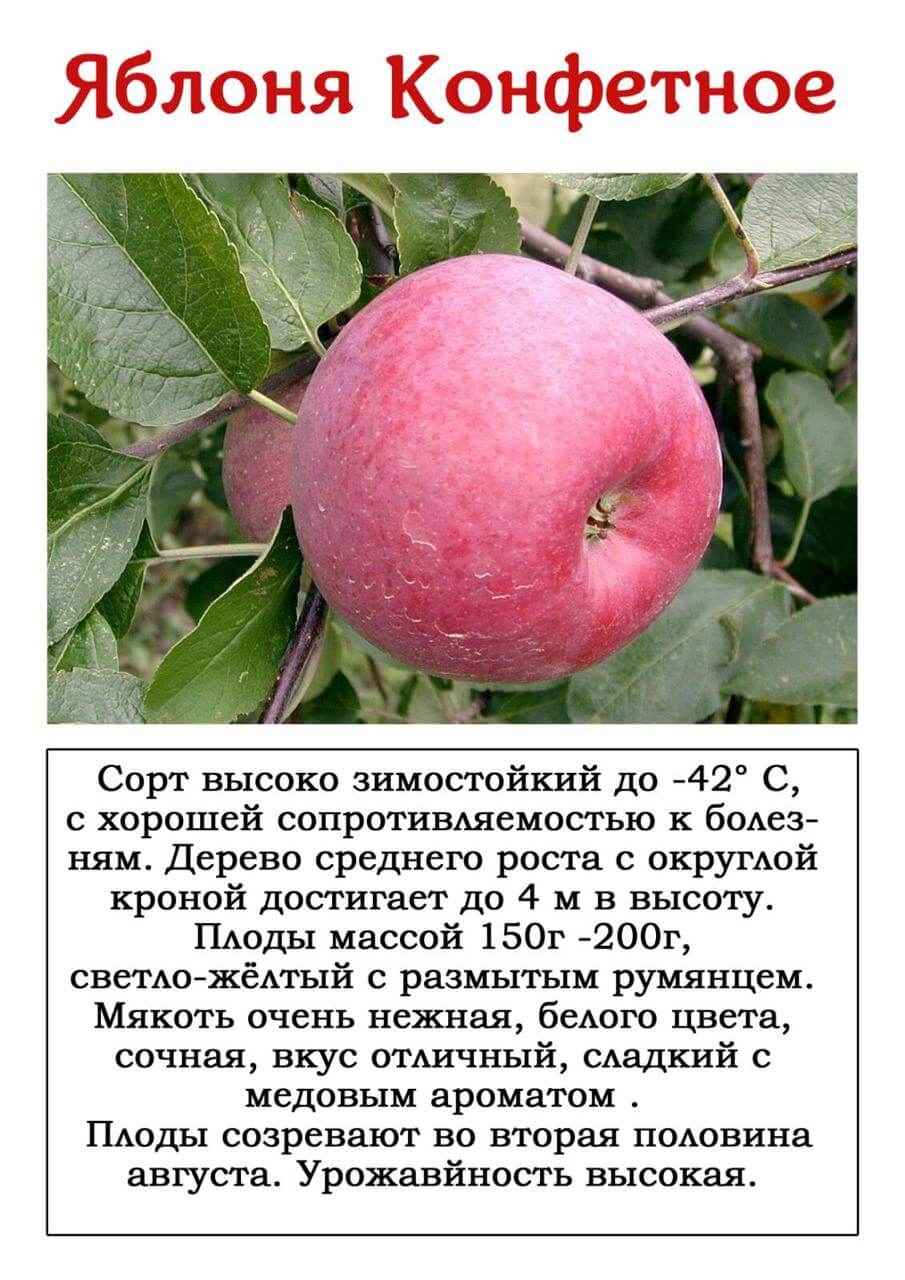 Сорт яблони конфетное, описание, характеристика и отзывы, а также особенности выращивания данного сорта