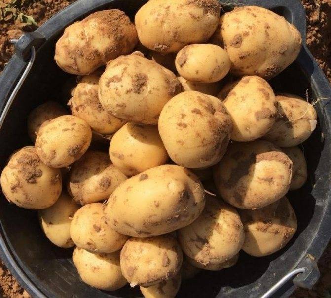 Картофель ривьера: характеристика сорта, отзывы, урожайность, вкусовые качества