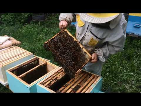 Как прекратить роение пчел: противороевые методы в пчеловодстве