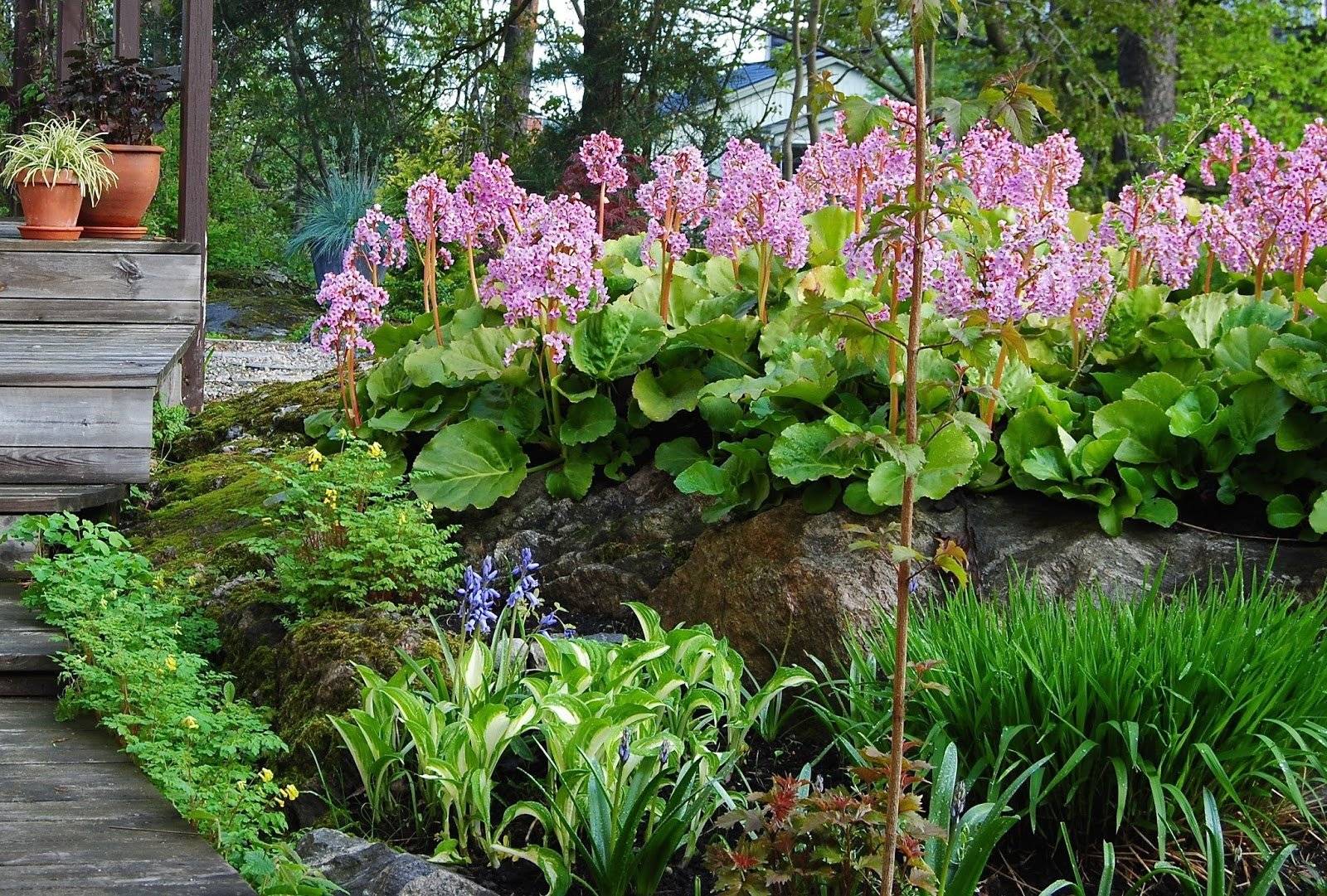 Цветущие растения для полутени названия и фото