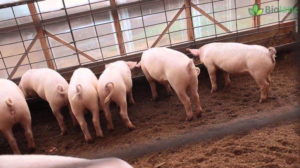 Подстилка для свиней с бактериями: плюсы и минусы, отзывы