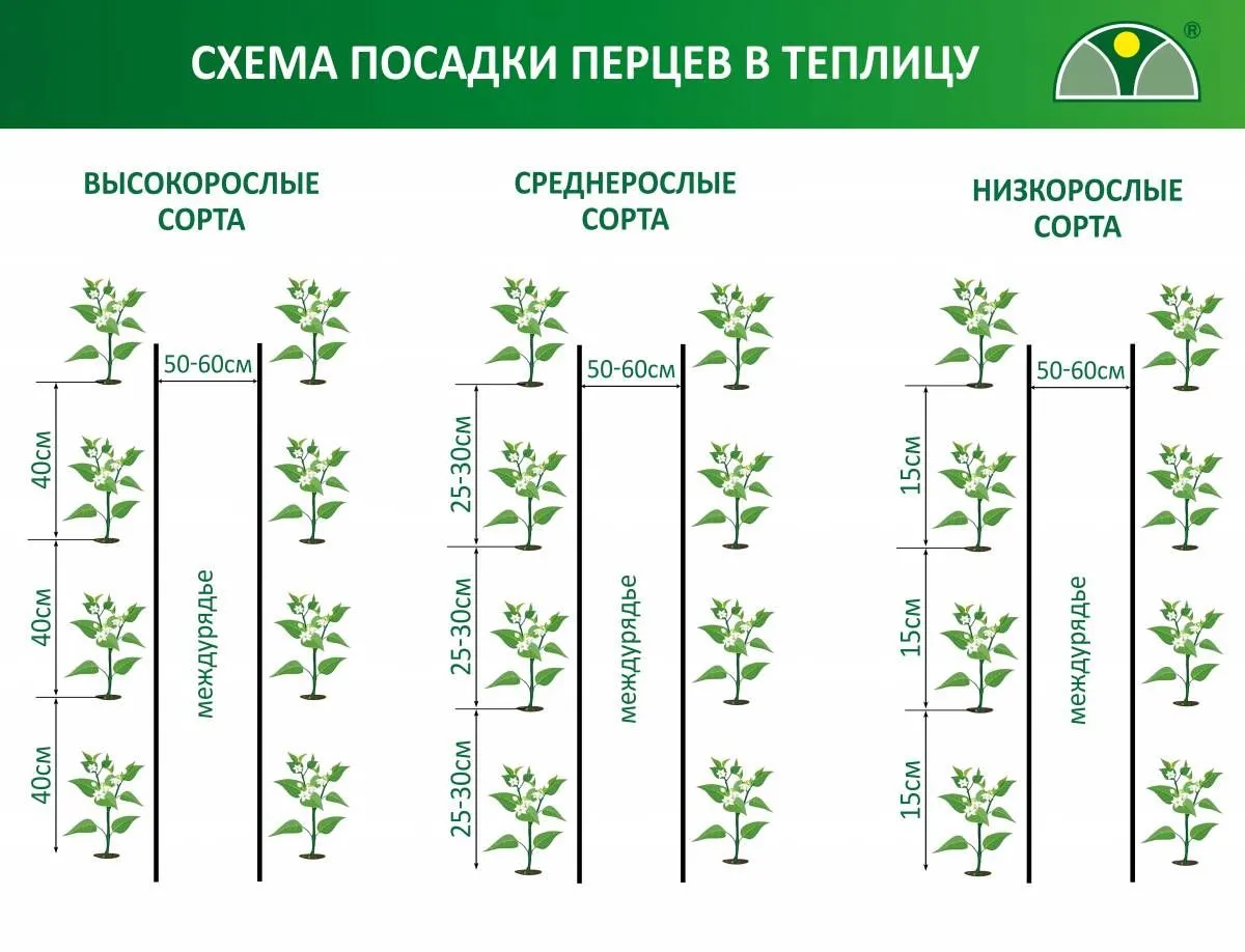 Схема посадки перцев в грунт