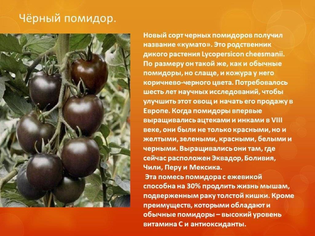 Томат кумато: описание сорта, отзывы, фото, характеристика и урожайность | tomatland.ru