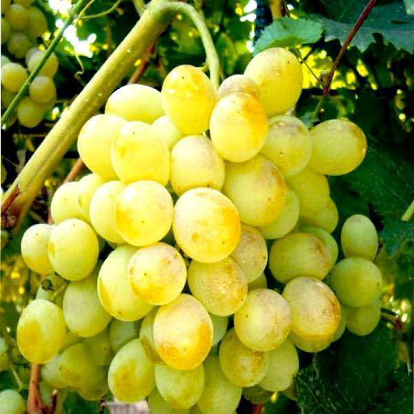 Виноград восторг описание и характеристика сорта, выращивание и уход, отзывы, фото