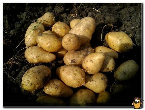 Картофель лабадия: фото, рекомендации, отзывы