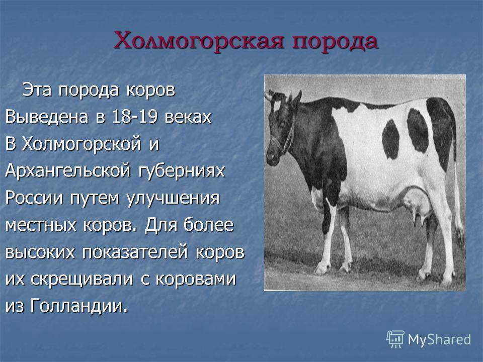 Холмогорки («холмогорская» порода коров) – приносят радость и тем, кто их выращивает, и тем, кто просто любит молоко!