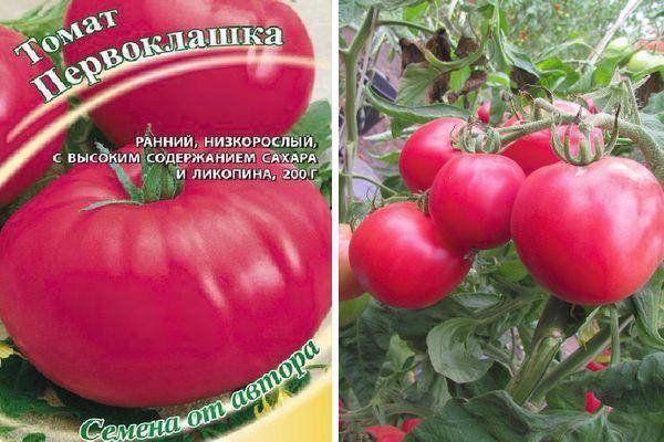 Сорт томатов Первоклашка