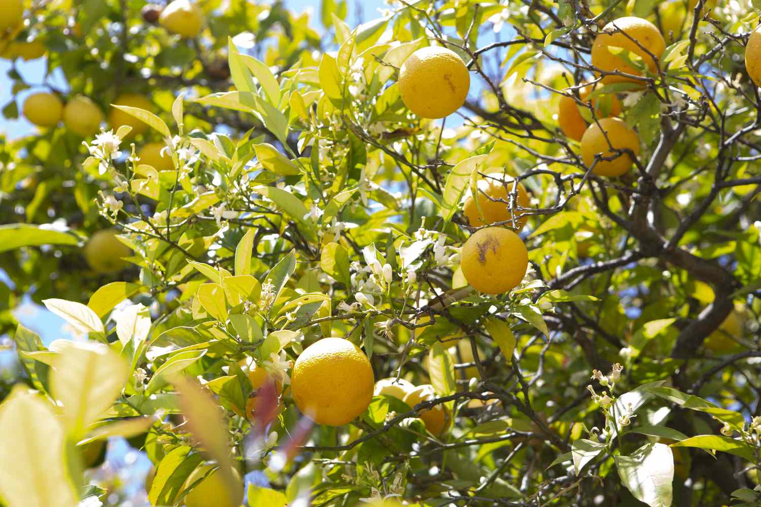 6 необычных сортов лимона для выращивания на подоконнике