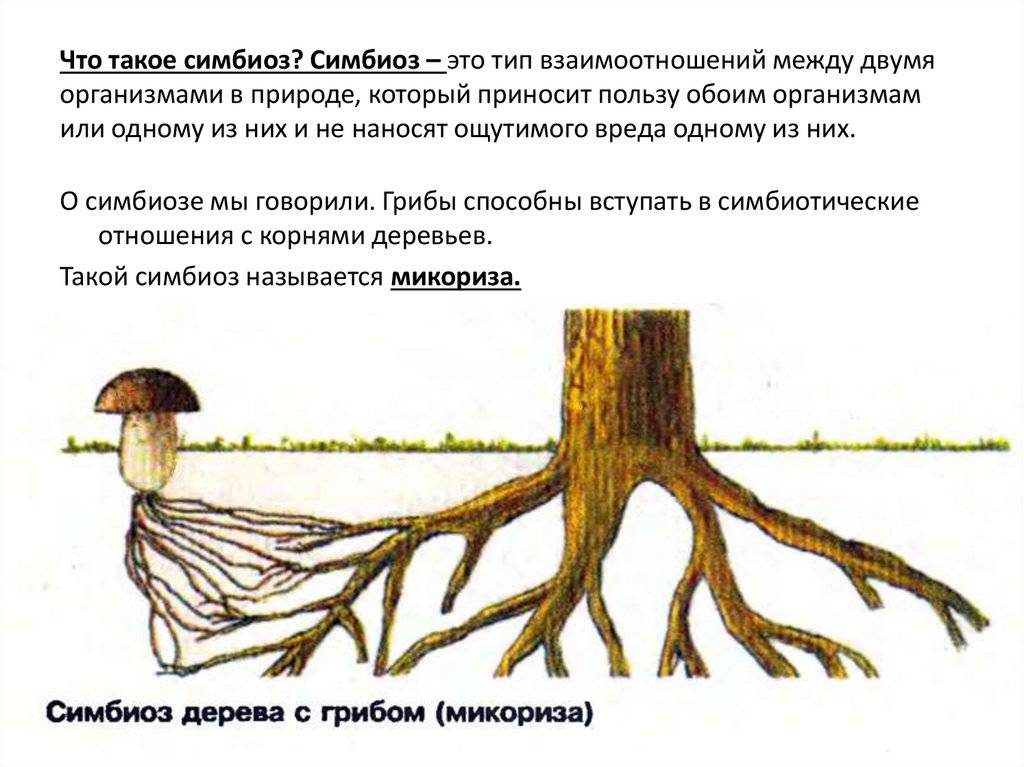 В чем проявляется симбиоз у организмов на рисунке 1