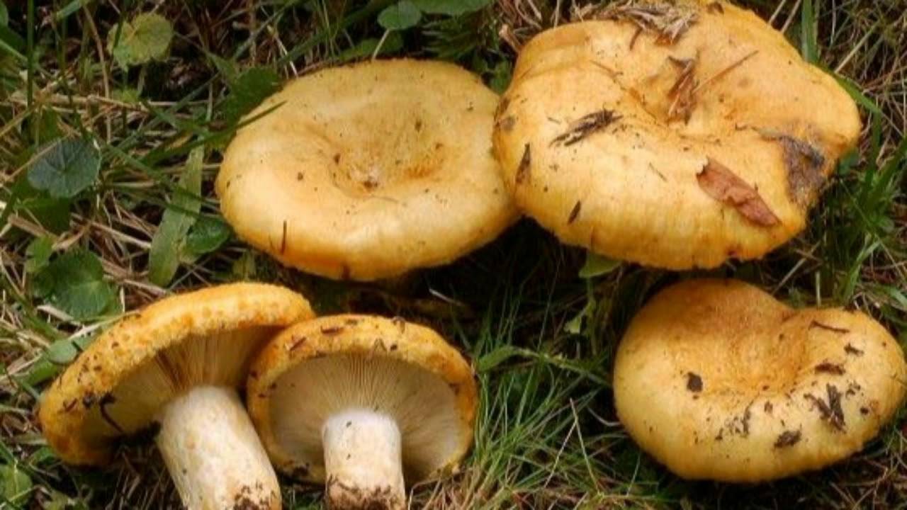 Груздь: виды и польза гриба | food and health