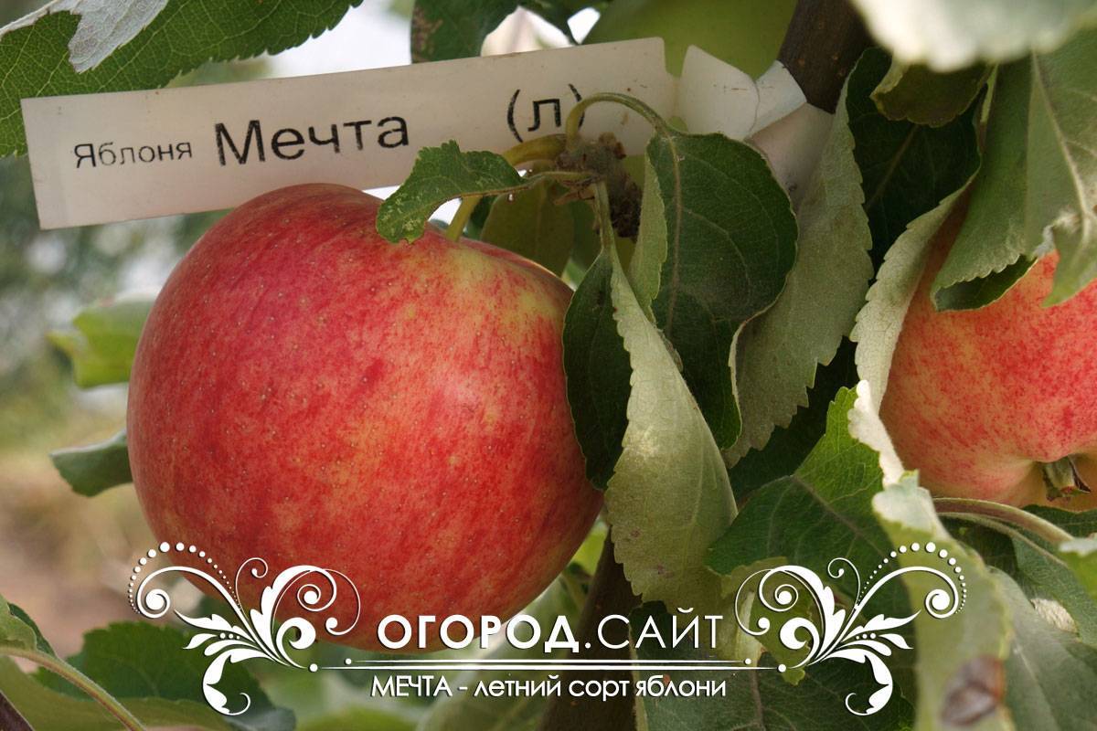 ✅ о яблоне мечта: описание и характеристики сорта, посадка и уход, выращивание