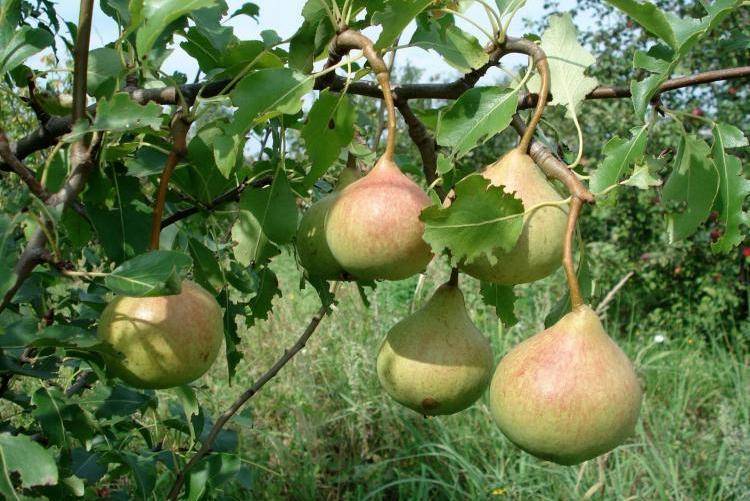 Груша россошанская десертная, красивая (красавица), ранняя, поздняя: описание сортов, фото, отзывы