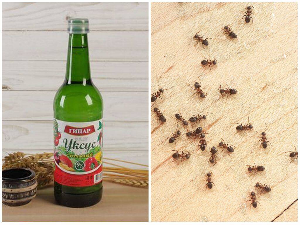 Как прогнать садовых муравьев навсегда: топ-5 рецептов с борной кислотой