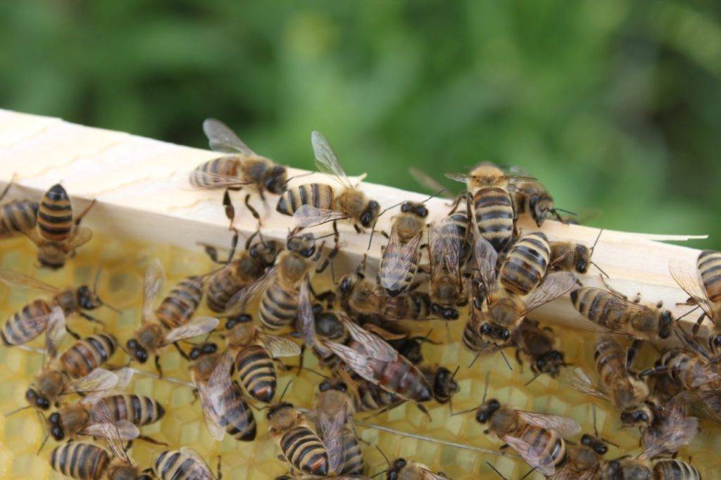 Пчелы породы карпатка и их отличия от карники