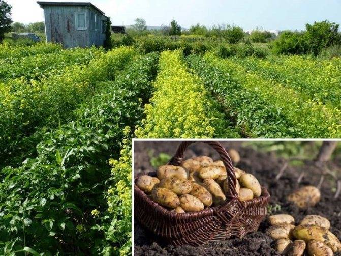 Применяем сидераты: горчица, когда сеять и когда закапывать, нормы и техника посева