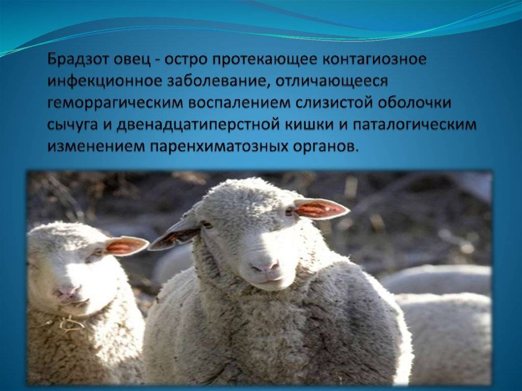 Лечение, диагностика и профилактика брадзота у овец