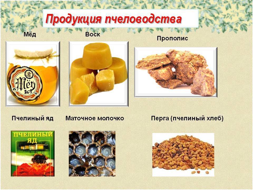 Продукты пчеловодства и их использование человеком