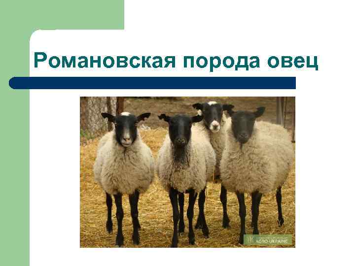 Разведение романовских овец, плюсы и минусы породы