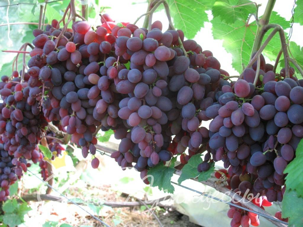 Виноград кишмиш запорожский - мир винограда - сайт для виноградарей и виноделов