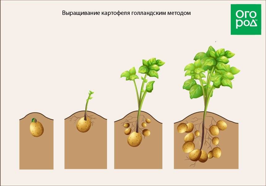 Подготовка семян картофеля к посадке