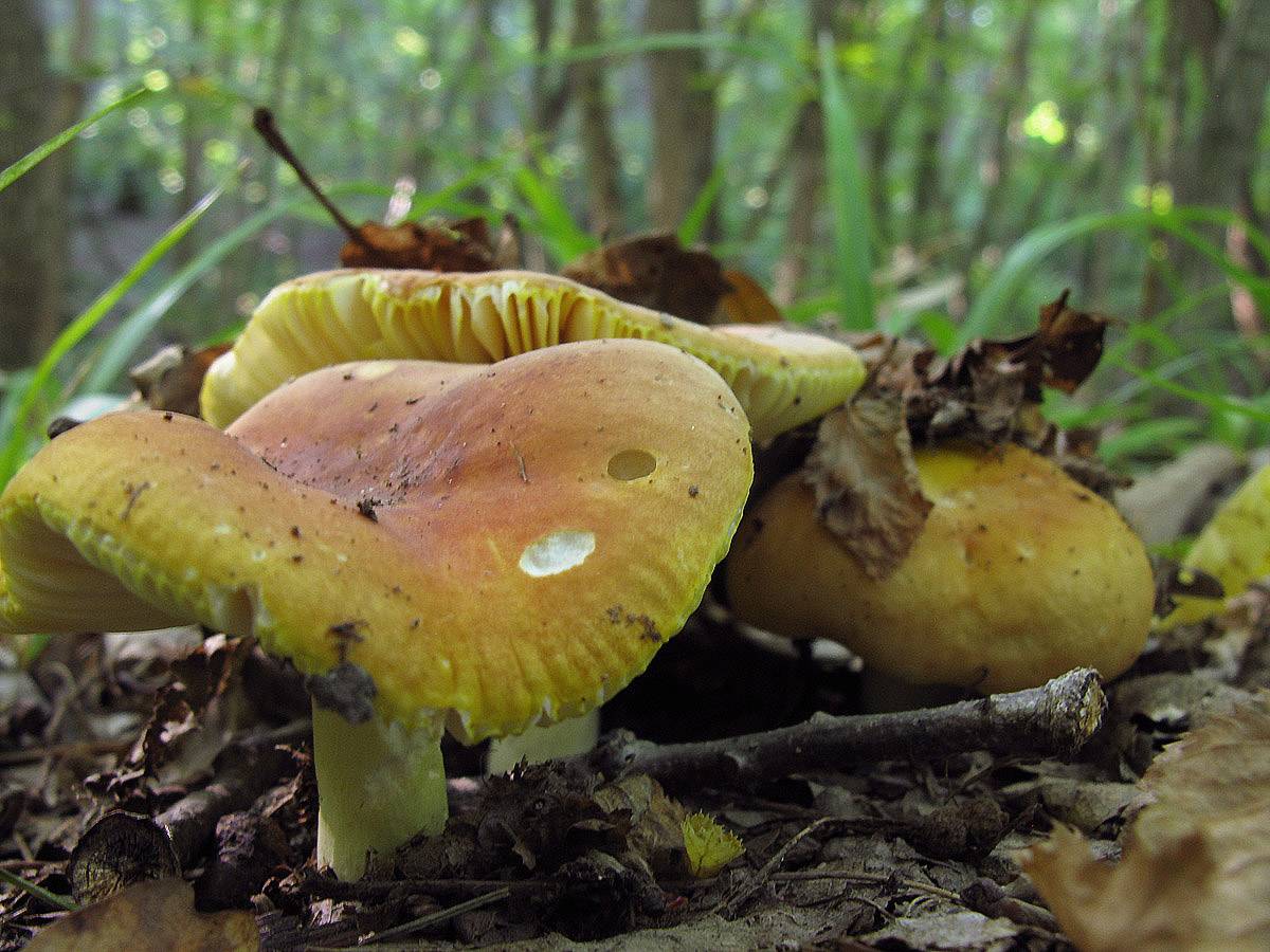Съедобные грибы: названия с описанием