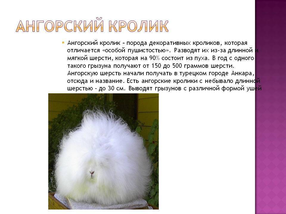 Описание породы ангорский кролик